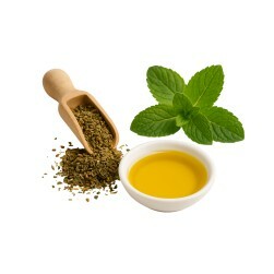 CBD Öl kaufen Hunde