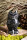 Soapstone owl