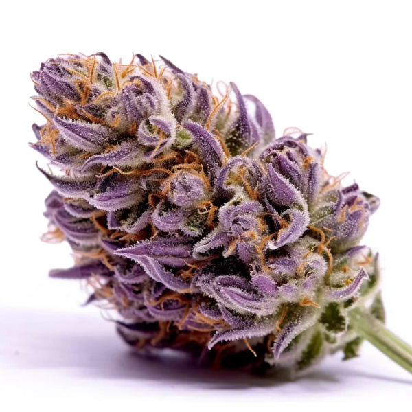 Purple Punch 3 Samen